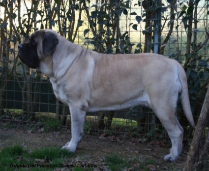 Brigida del fracasso | Mastiff 