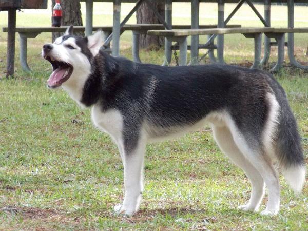 Boaz | Siberian Husky 