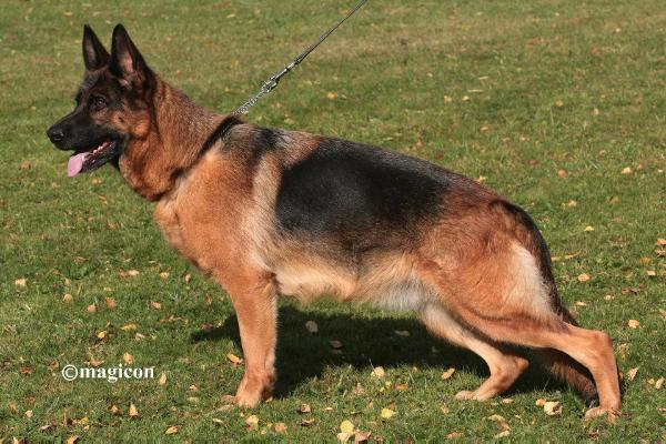Daggi vom Königsadler | German Shepherd Dog 