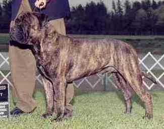 Royal Remington Stealsaheart | Bullmastiff 