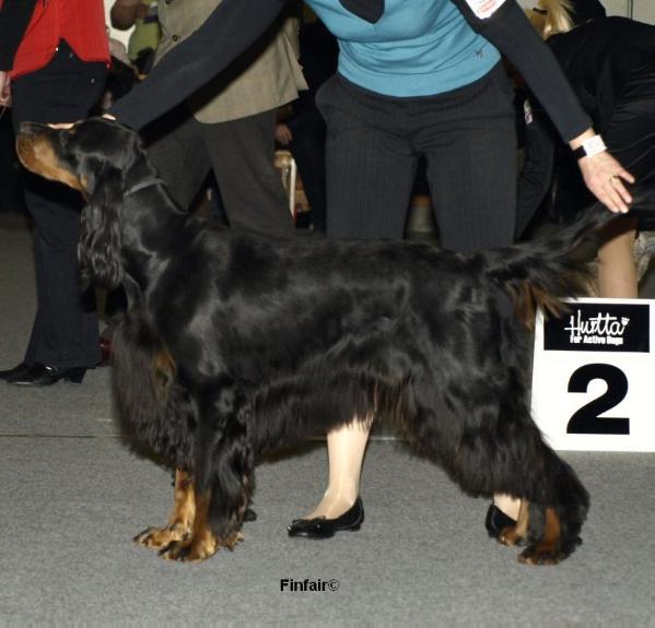 Finfair gold marie | Gordon Setter 