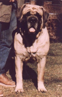 Iron Hills Elbereth | Mastiff 