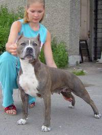 Ufina Inigma | American Staffordshire Terrier 