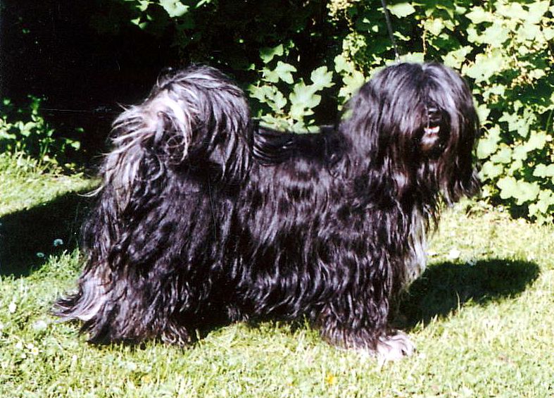 MALISHAR'S ANGIE OF TARAGIRI | Tibetan Terrier 