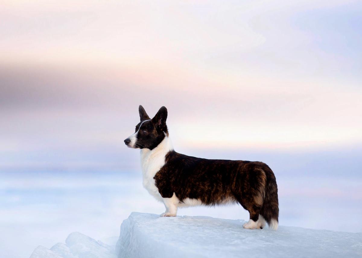 Style Life Unicorn Queen | Cardigan Welsh Corgi 