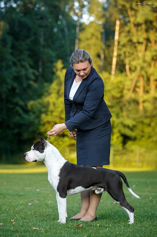 Show Must Go On iz Sozvezdiya Staff | American Staffordshire Terrier 