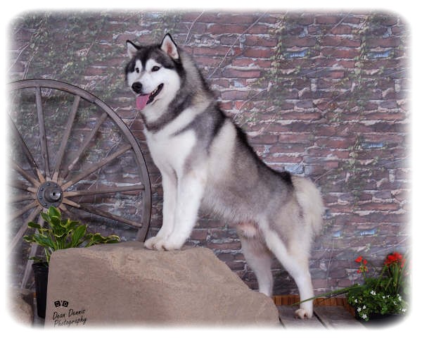 Sheytan's Beauty Blues Brother | Siberian Husky 