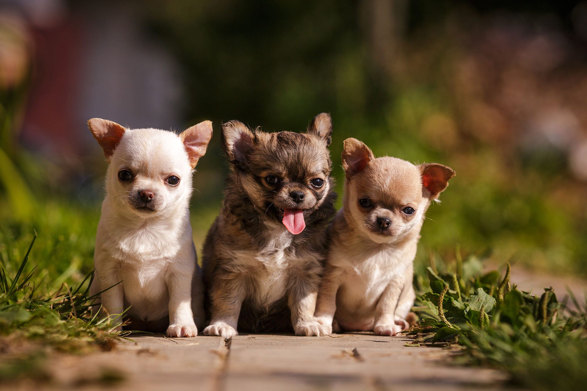 Chihuahua