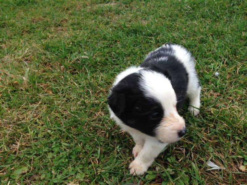 Heart | Border Collie 