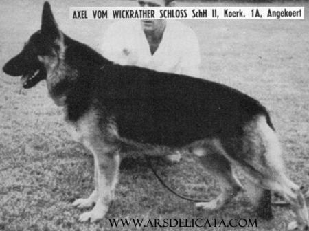 Axel vom Wickrather Schloß | German Shepherd Dog 