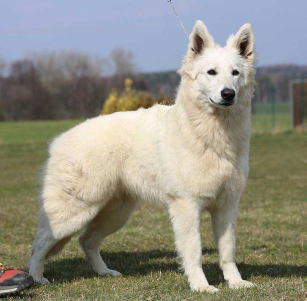 EVITA Diavolocane | White Swiss Shepherd Dog 