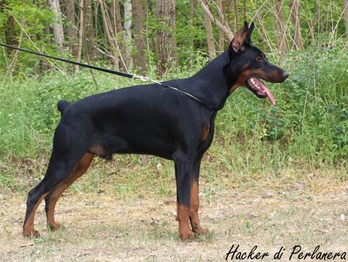 Hacker di Perlanera | Black Doberman Pinscher