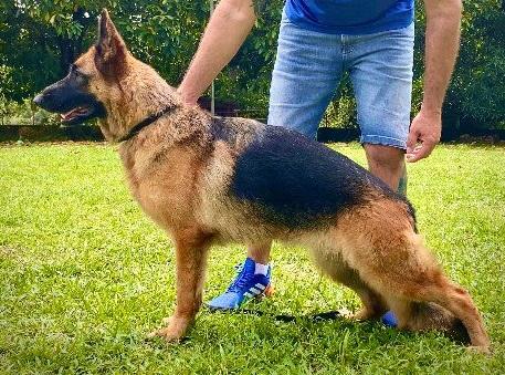 Zara Hills Sthefane | German Shepherd Dog 