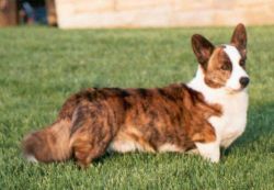 Anghaarad's Quaint Red Flyer | Cardigan Welsh Corgi 