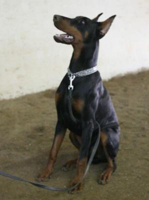 Paris di Altobello | Black Doberman Pinscher