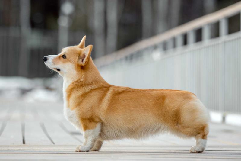 Lesnoy Elf Ejevika | Pembroke Welsh Corgi 