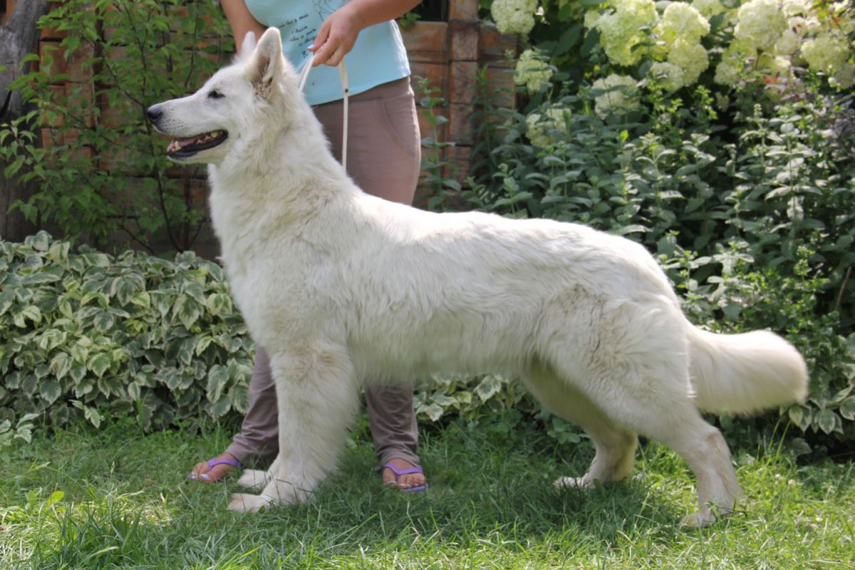 YURGANA IZ DOMA LITVINIH UA | White Swiss Shepherd Dog 