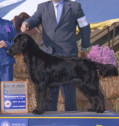 Evening Star's Aries Bounty | Flat-Coated Retriever 