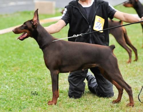 Pride of Russia Lolita | Brown Doberman Pinscher