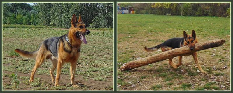 Jack von der Yezo | German Shepherd Dog 