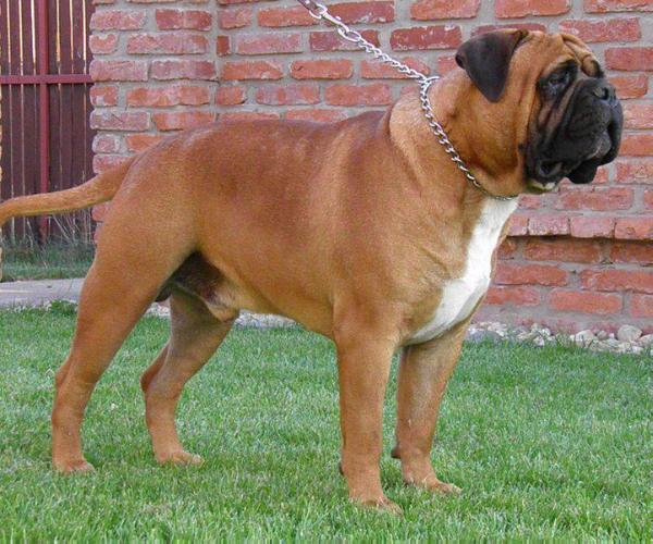 edizon iz mira antallis | Bullmastiff 