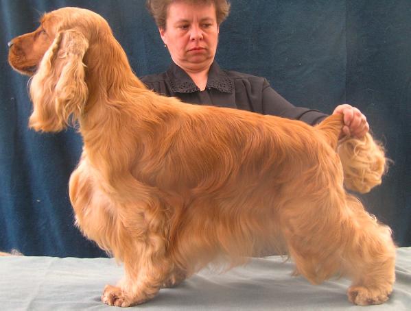 Peps | English Cocker Spaniel 