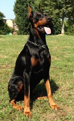 Freud del Rio Bianco | Black Doberman Pinscher