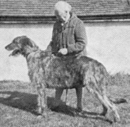 Sulhamstead Minstrel | Irish Wolfhound 