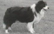 Dakiem Vickis Lad | Border Collie 