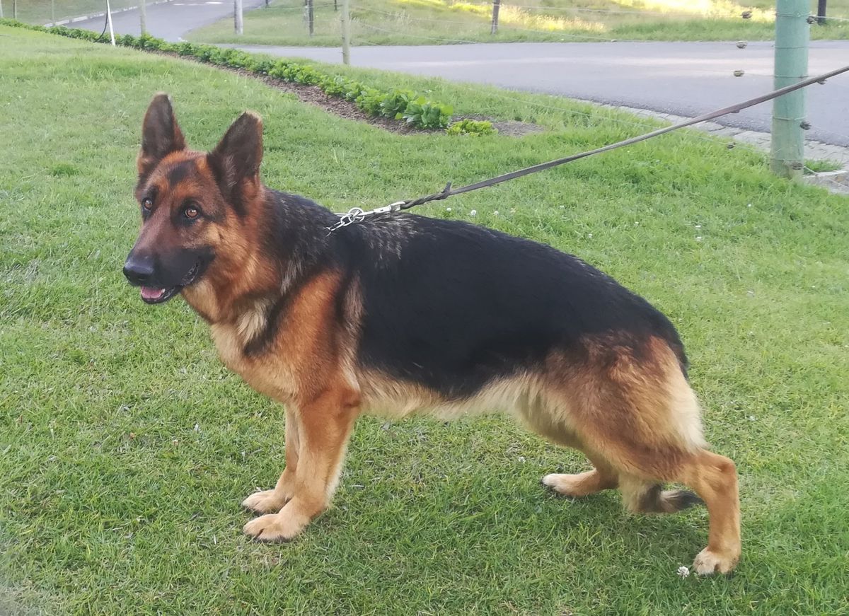 Zofia de Fontanar | German Shepherd Dog 