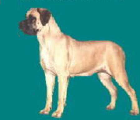 Storm Babe of Lazy Hill | Mastiff 