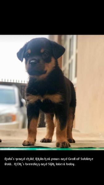 Arya of HOK | Rottweiler 