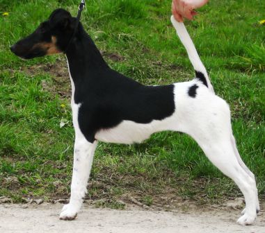 Mercury Fox Black Diamond | Smooth Fox Terrier 