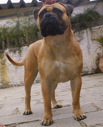 VIVIAN OF THE KEEPER NIGHTDOG | Bullmastiff 