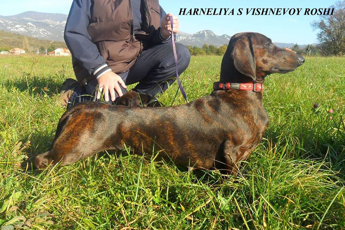 HARNELIYA FOR KAN TRACE S VISHNEVOY ROSHI | Dachshund 