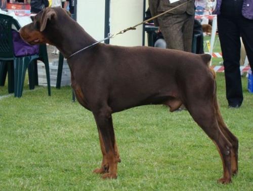 Lunascura's Flame | Brown Doberman Pinscher