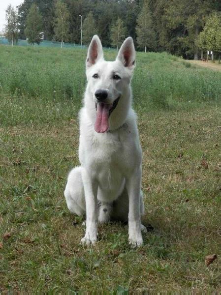 Durri Moravia Traj | White Swiss Shepherd Dog 