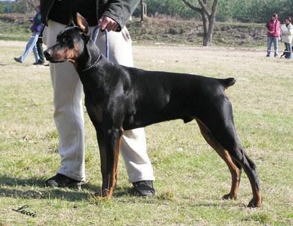 Atis z Rincelova | Black Doberman Pinscher