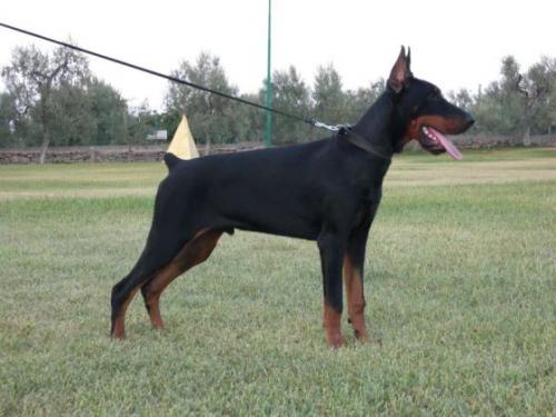 Rais del Canale di Pirro | Black Doberman Pinscher