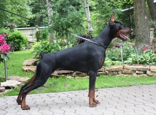 Absolut Ice Cream | Black Doberman Pinscher