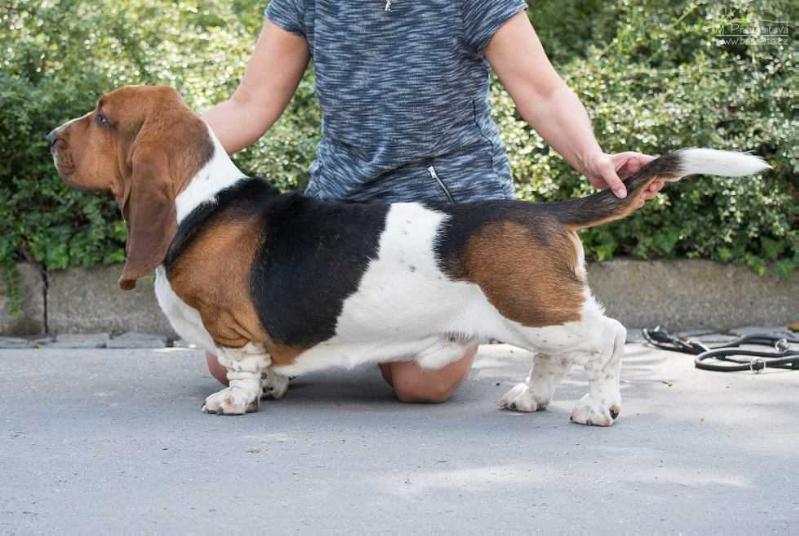 Gulliver Grand Grades | Basset Hound 