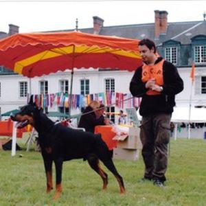 Quablo del Rio Bianco | Black Doberman Pinscher