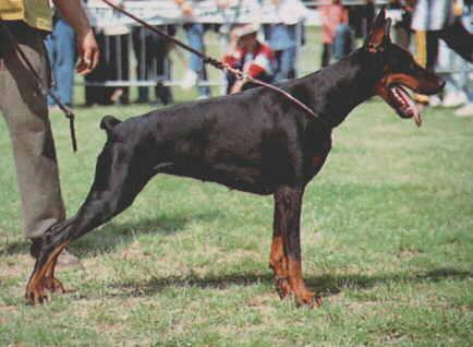 Pamela del Rio Bianco | Black Doberman Pinscher