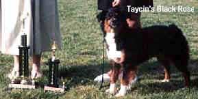 Taycin's Black Rose | Australian Shepherd 