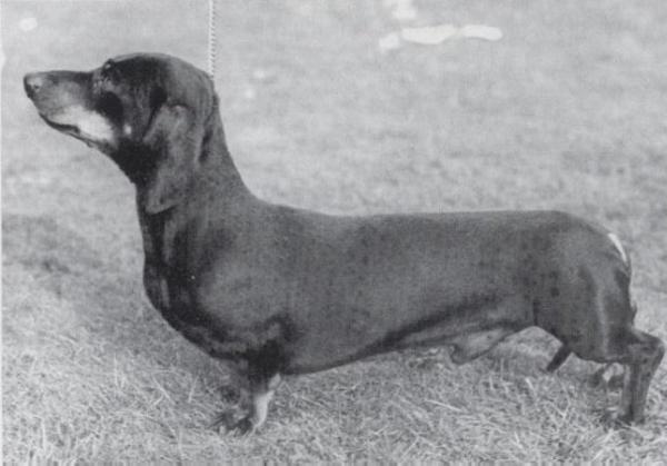 Romulus Of Montreux | Dachshund 