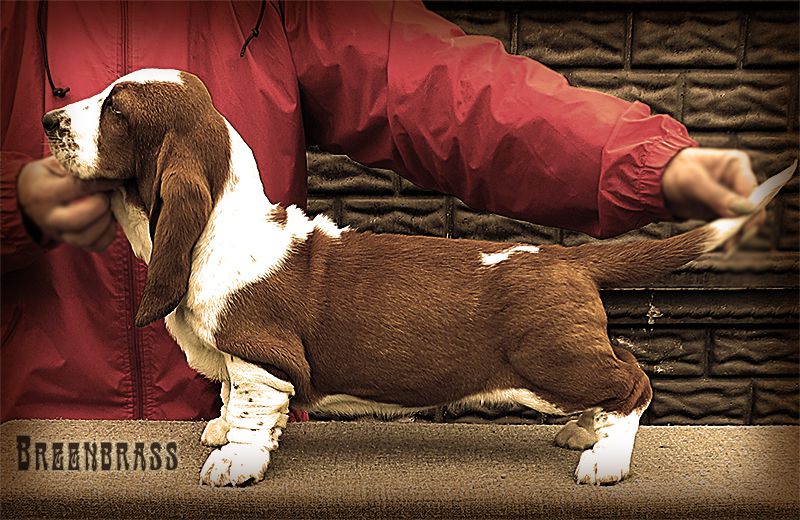 Priority Line Marina BREENBRASS | Basset Hound 