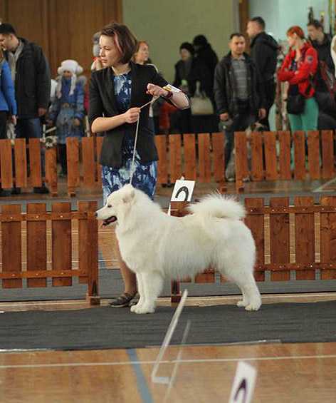 IZDOMASU Hello Dolly | Samoyed 