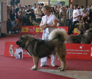 Russkiy risk boyavoy | Caucasian Mountain Dog 