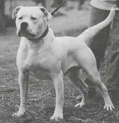 Watchdog White Fang | American Bulldog 