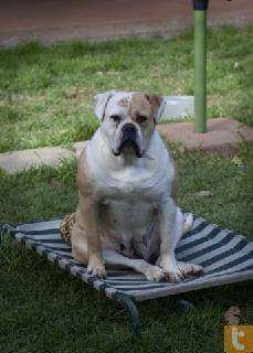 SWK'S LILLY | American Bulldog 